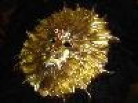 imagen-2