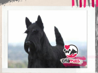 imagen-17